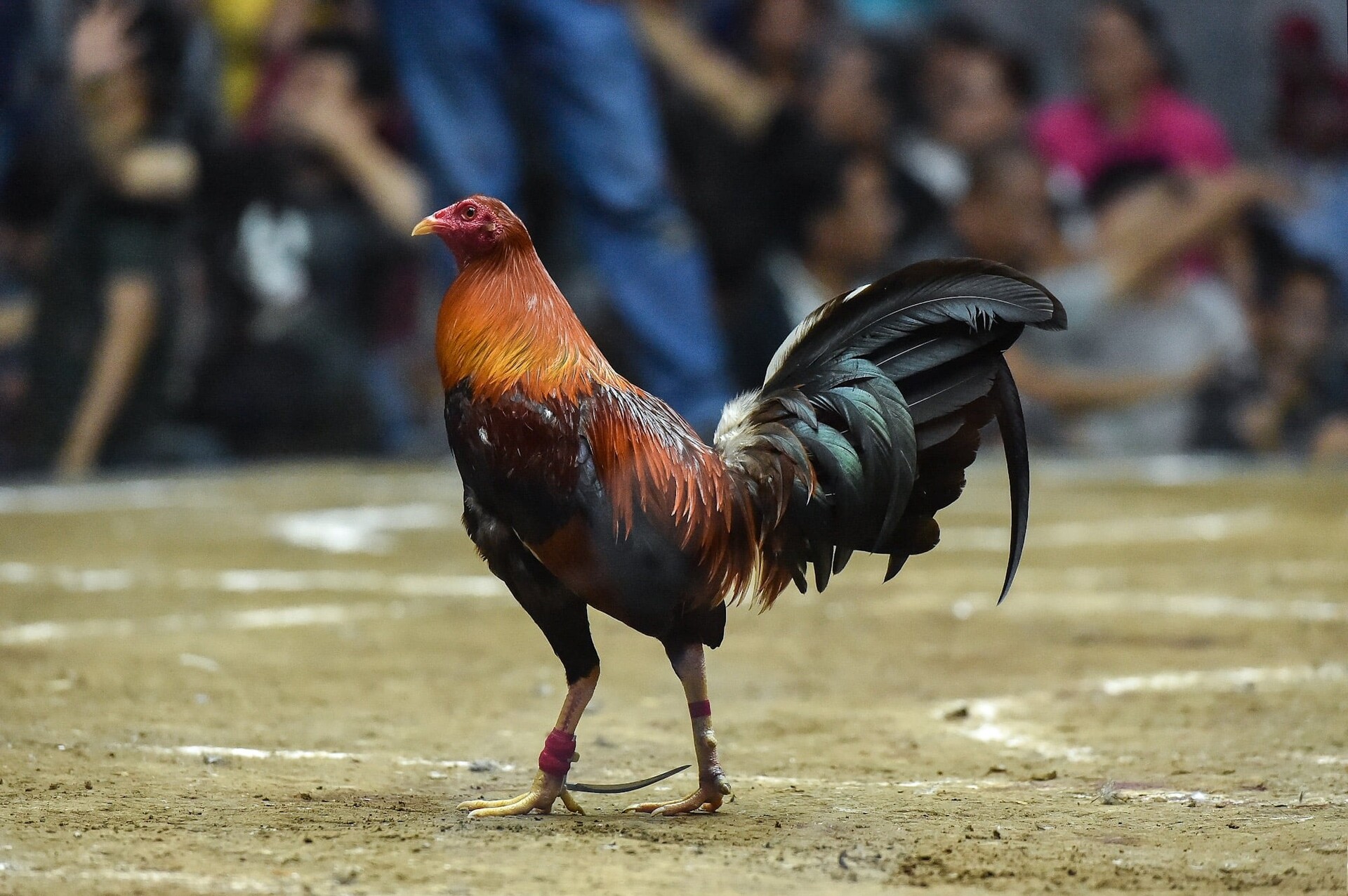 Strategi Sabung Ayam